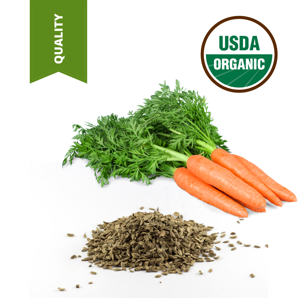 Carrot Seed Oil – Organic – Oil and Spice Company