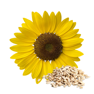 1 Gallon Refined Cosmetic Grade Sunflower seed oil